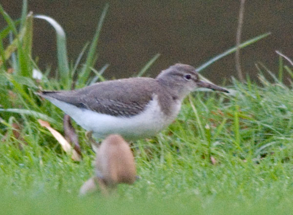 Spotted Sandpiper