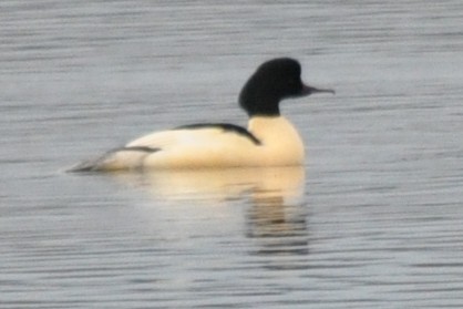 Goosander