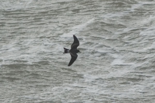 Leach's Petrel