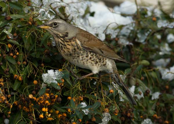 Fieldfare