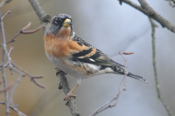 Brambling