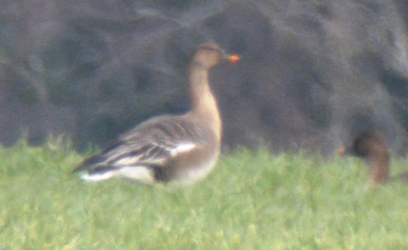 Tundra Bean Goose