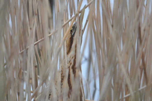 Bittern