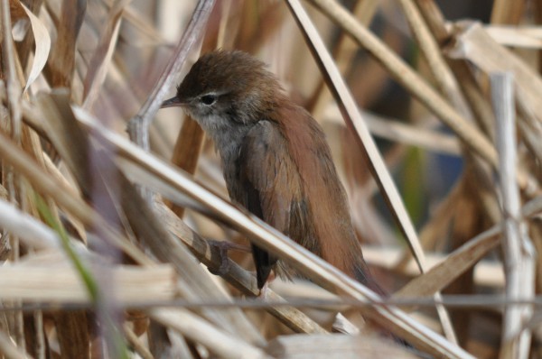 Cetti's Warbler