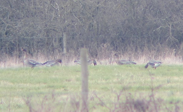 Tundra Bean Goose