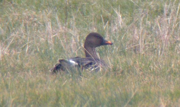 Tundra Bean Goose