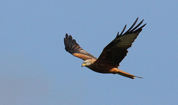 Red Kite