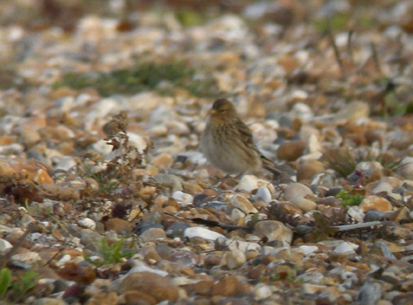 Twite