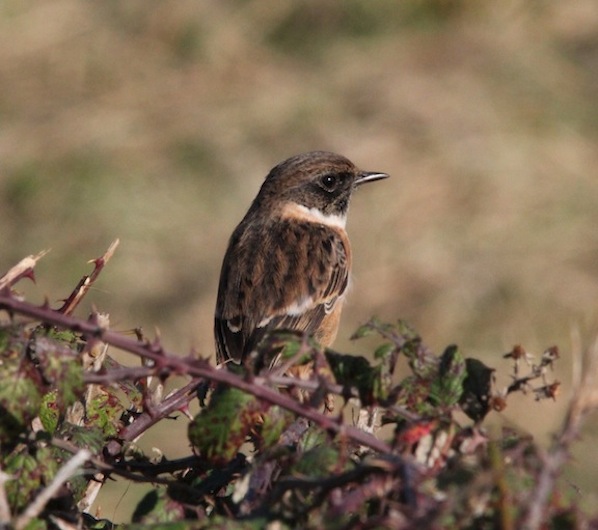 Stonechat