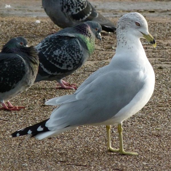 Rock Dove / Feral Pigeon