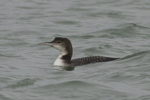 Great Northern Diver