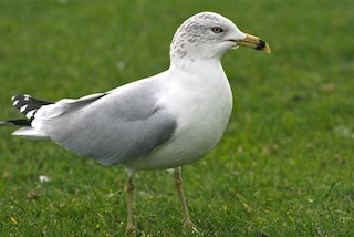 Ring-billed Gull