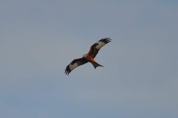 Red Kite