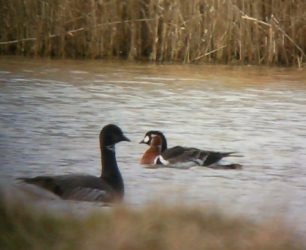 Red-breasted Goose