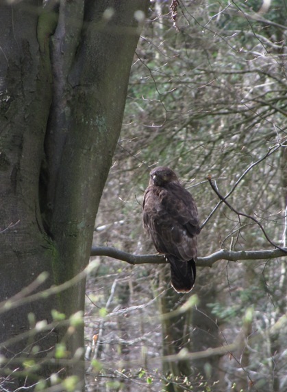 Buzzard