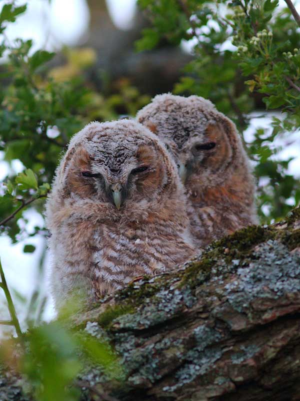 Tawny Owl