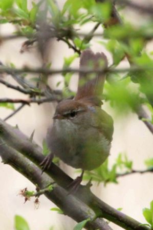 Cetti's Warbler