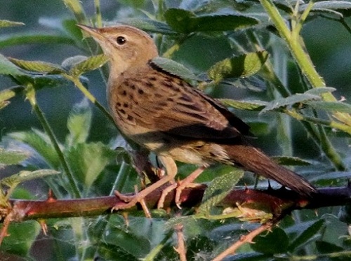 Grasshopper Warbler