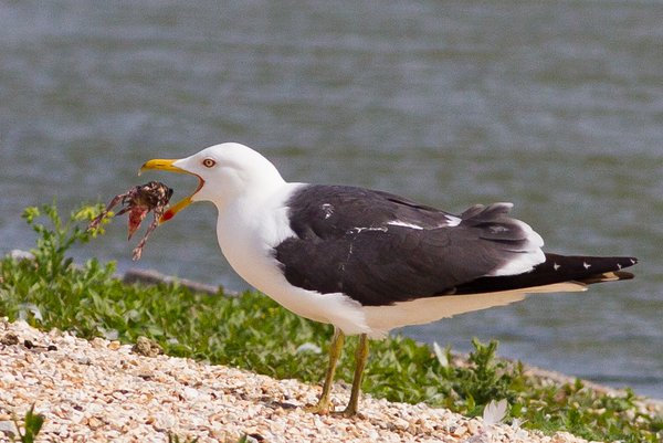 Lesser Black-backed Gull