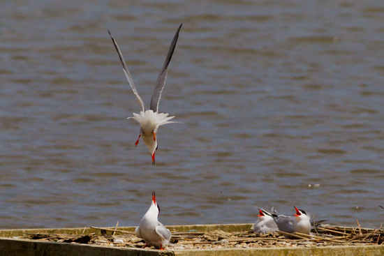 Common Tern