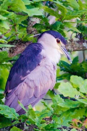 Night-heron