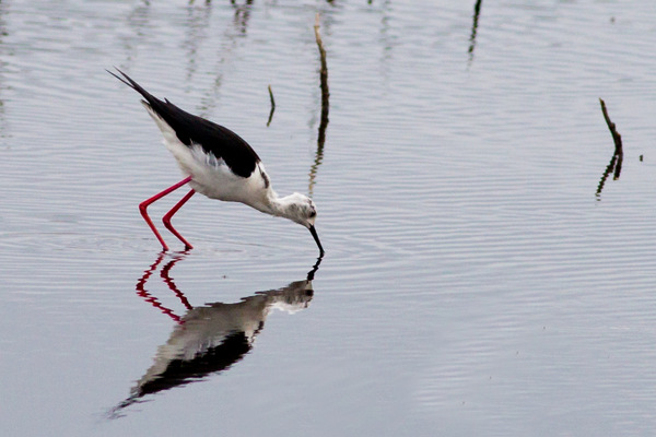 Black-winged Stilt