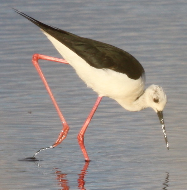 Photo - Going birding Hampshire