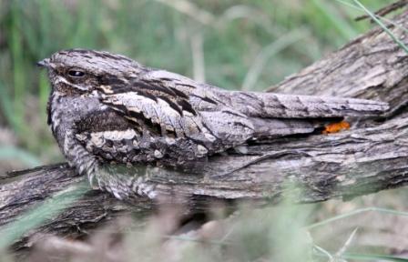 Nightjar