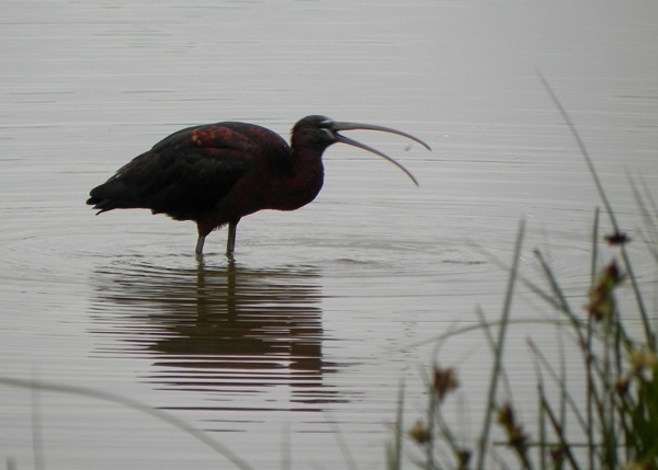 Glossy Ibis