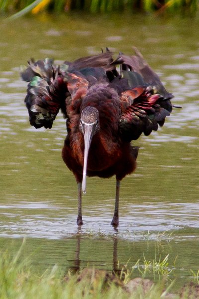 Glossy Ibis