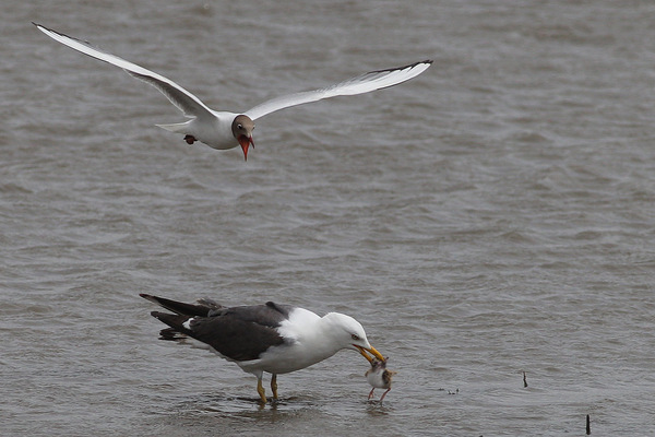 Lesser Black-backed Gull