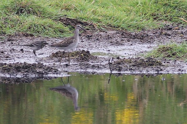 Wood Sandpiper