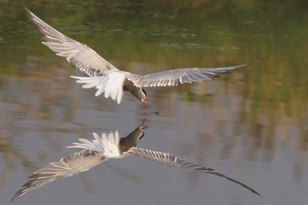 Common Tern