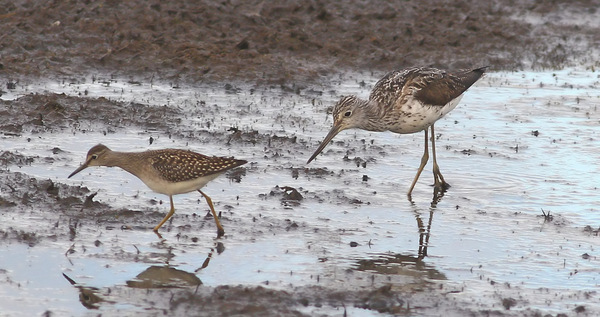 Greenshank