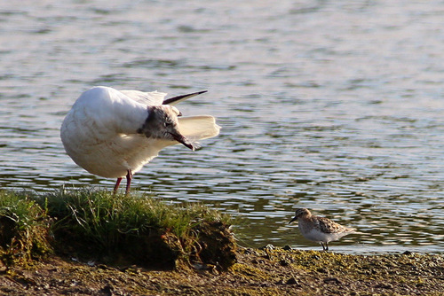 Little Stint