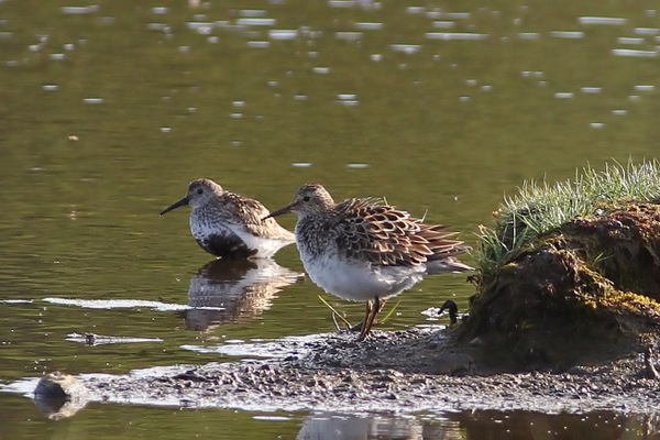 Pectoral Sandpiper