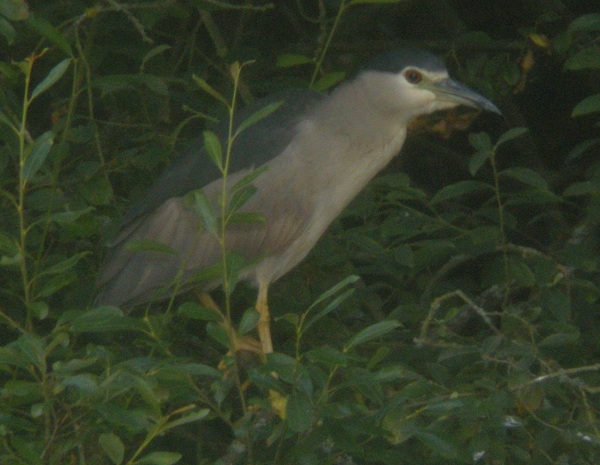 Night-heron