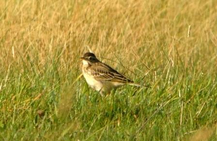 Richard's Pipit