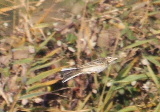 Richard's Pipit