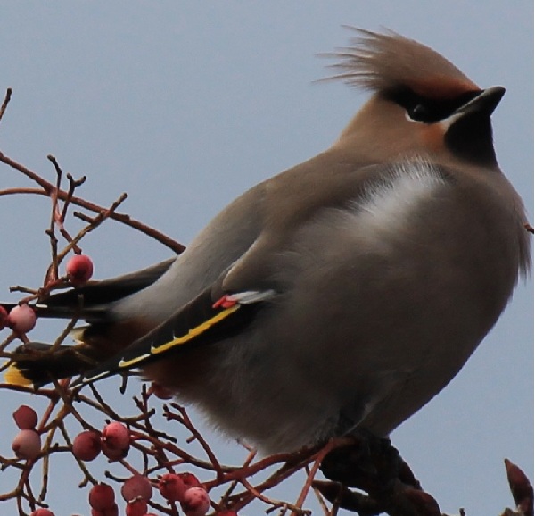 Waxwing