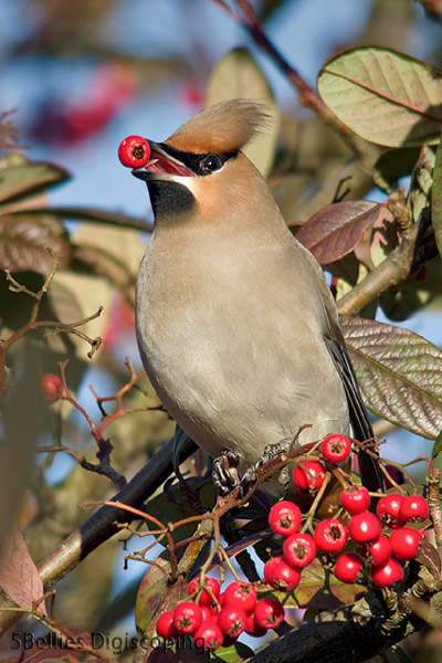 Waxwing