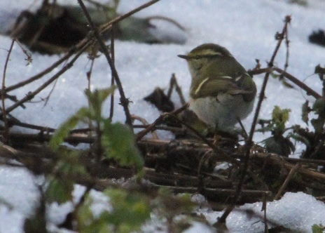 Pallas's Warbler