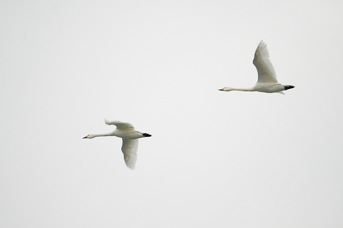 Bewick's Swan