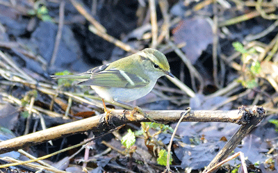 Pallas's Warbler