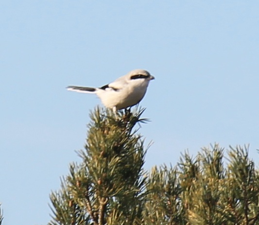 Great Grey Shrike