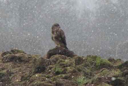 Buzzard