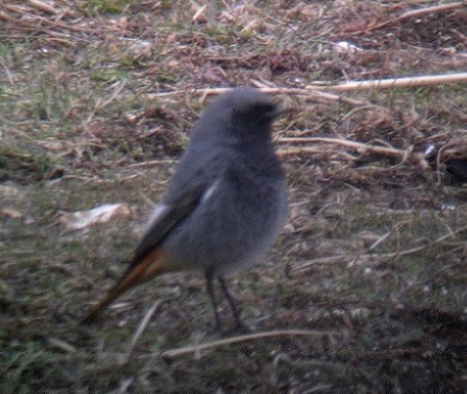 Black Redstart