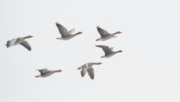 Russian White-fronted Goose