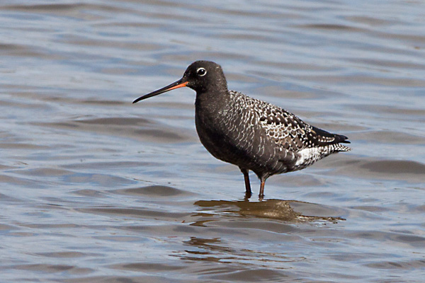 Spotted Redshank