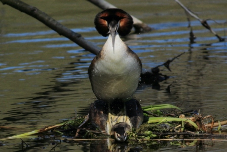 Great Crested Grebe